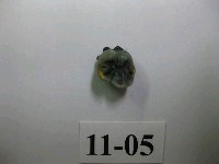 藏品(獼猴齒)的圖片